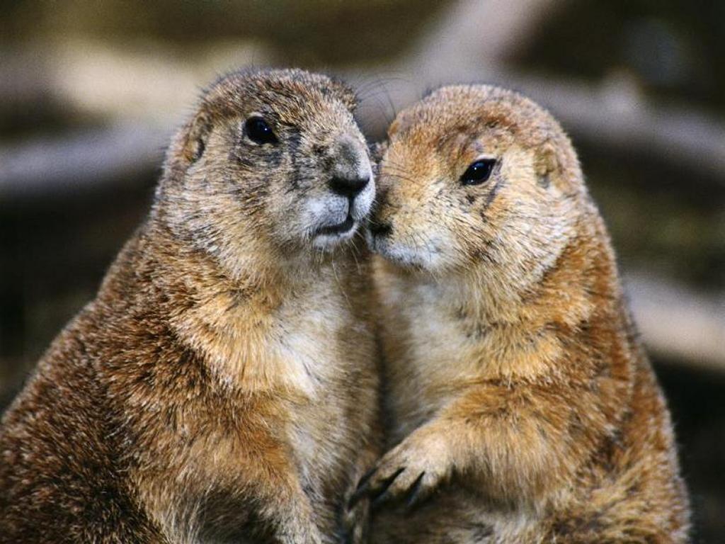 Groundhogs In Love Wallpaper Here