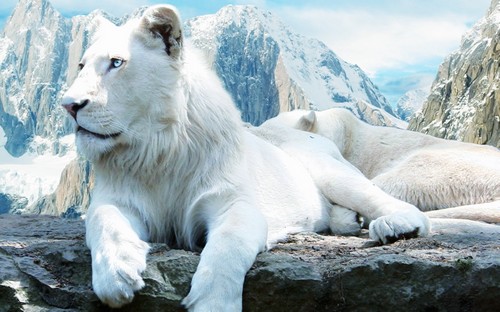 25 Beautiful White Lion Wallpaper Free