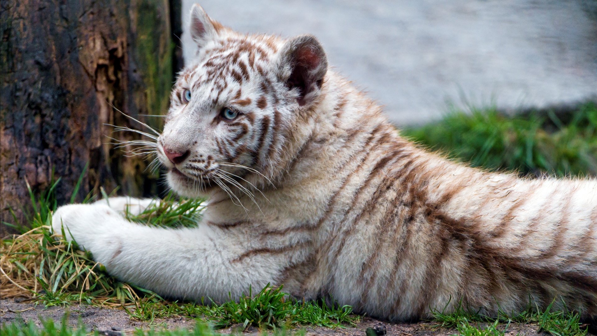Chilling White Tiger Cub Wallpapers   1920x1080   948024
