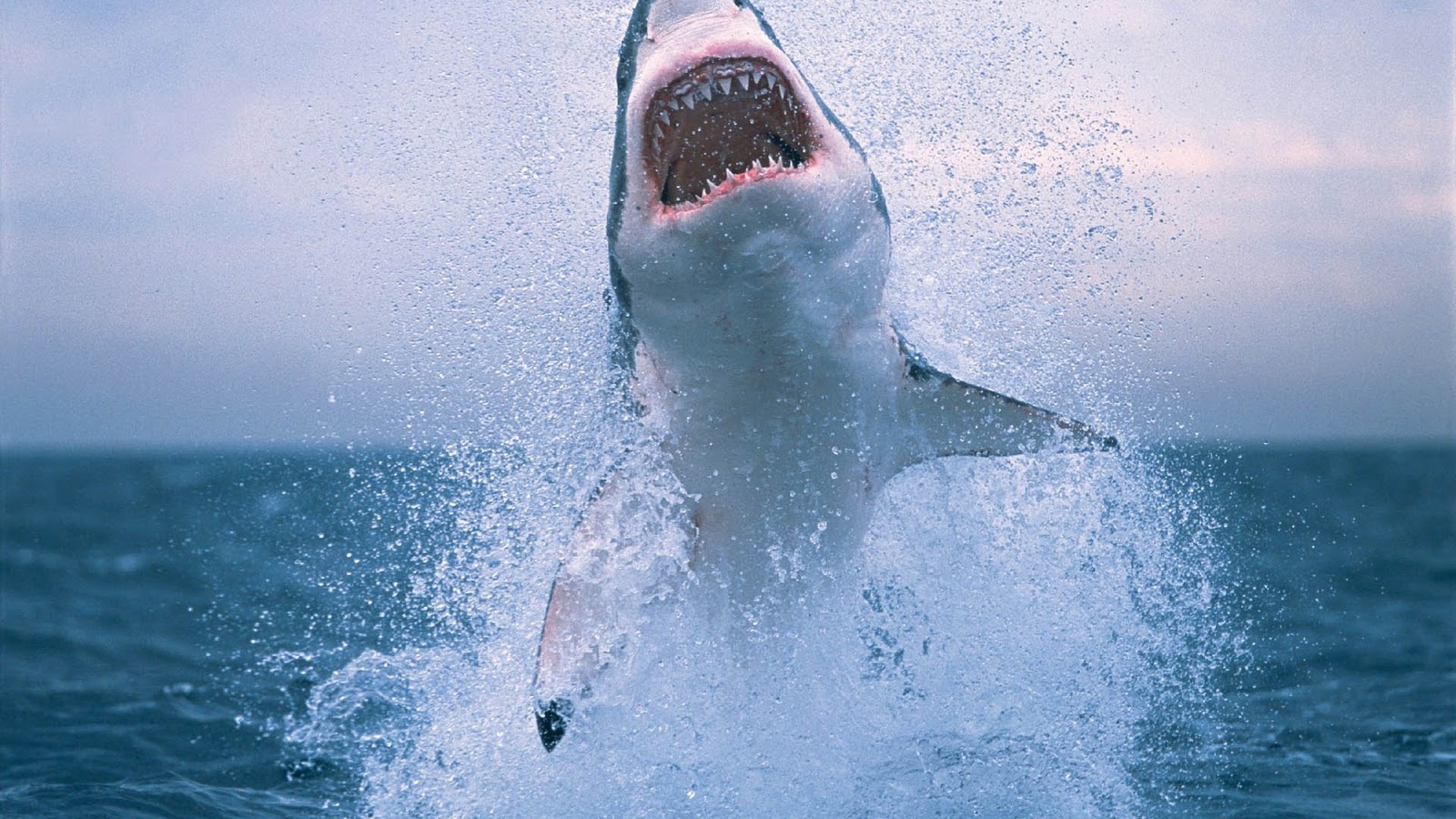 Shark Wallpaper HD Pictures Animal