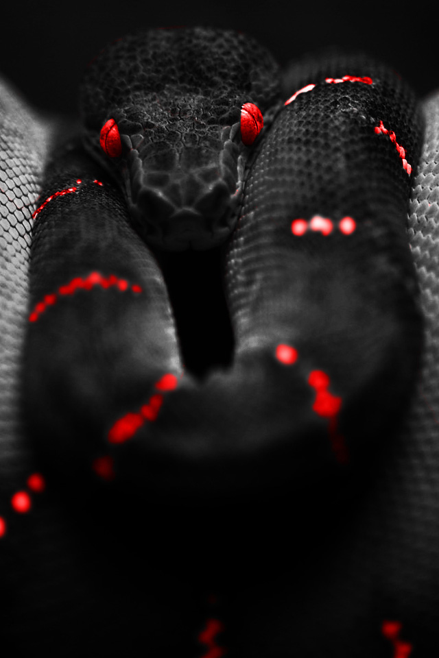 Deadly Snake iPhone Wallpaper iPhones Ipod Touch Background