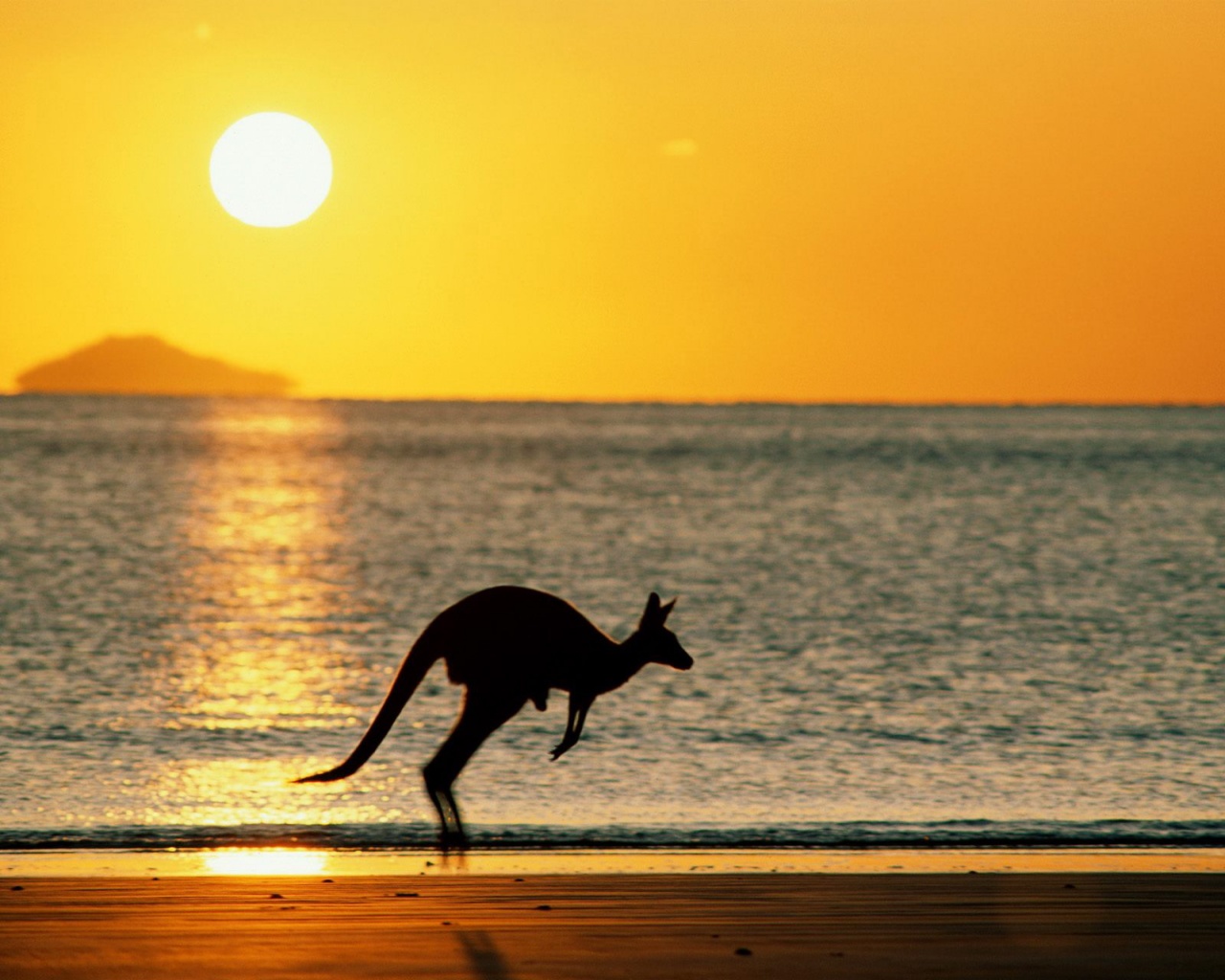 Joey The Kangaroo Australia Wallpaper