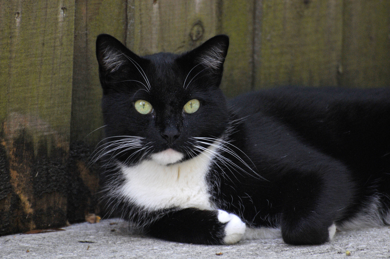 Black And White Cat By Nb Photo