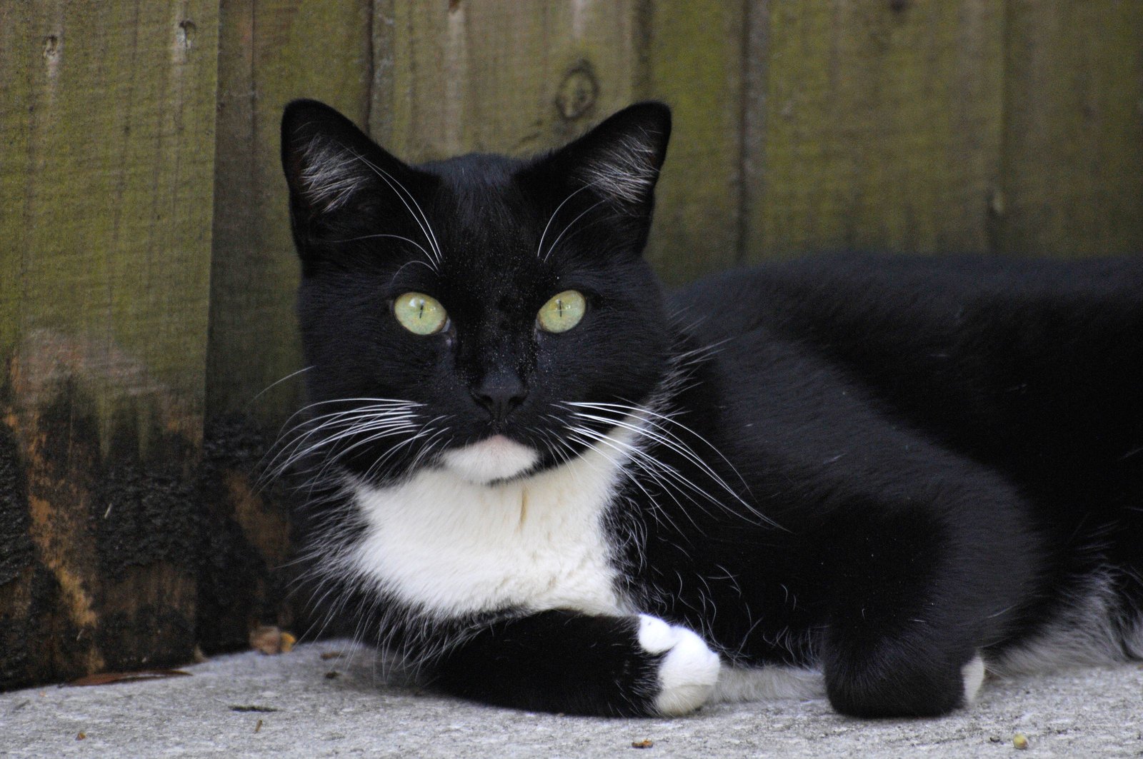 [65+] Black And White Cat Wallpaper on WallpaperSafari