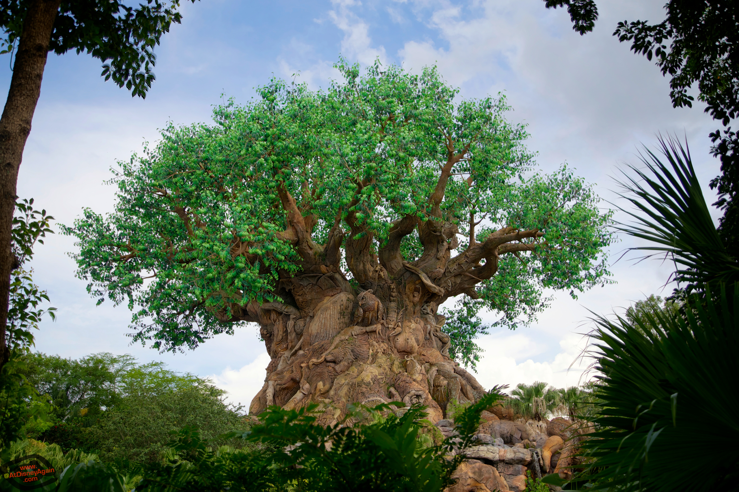 Tree Of Life Wallpaper At Disney Again