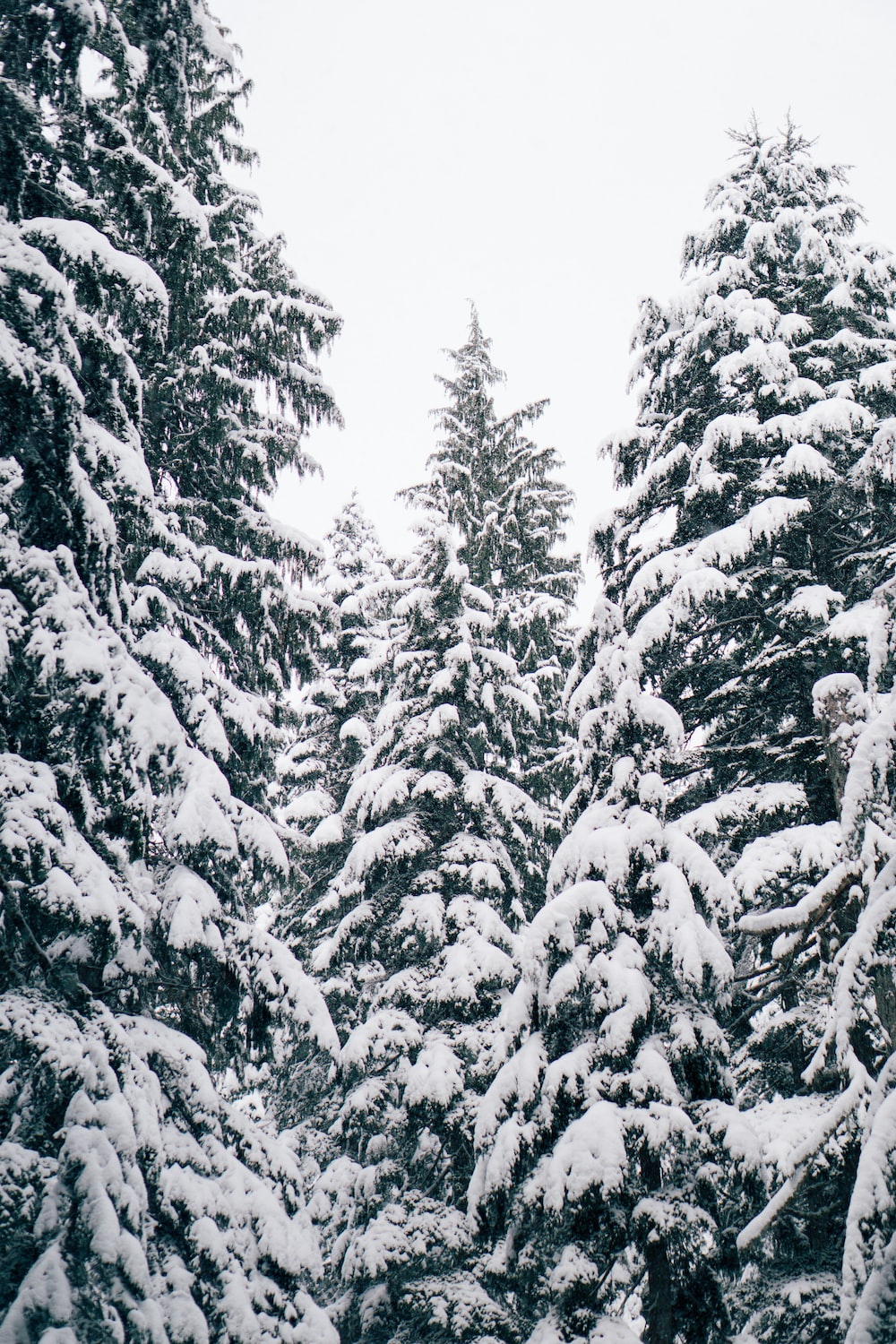 Christmas Tree Snow Pictures Image