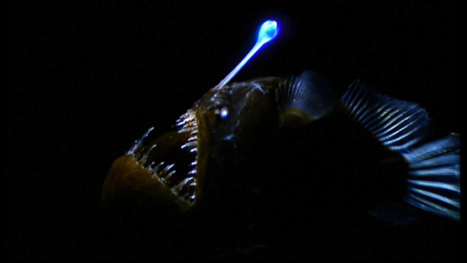 Anglerfish HD Wallpaper Background Image Id