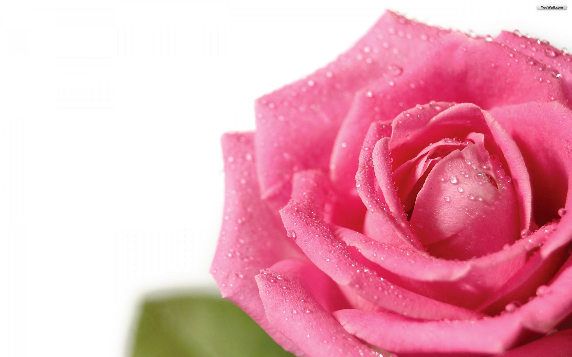Youwall Pink Rose Wallpaper