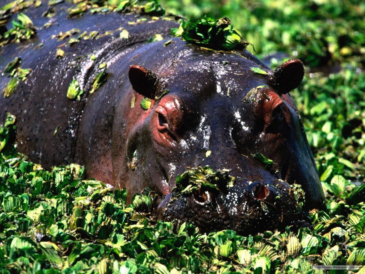 Wallpaper Animal Hippo