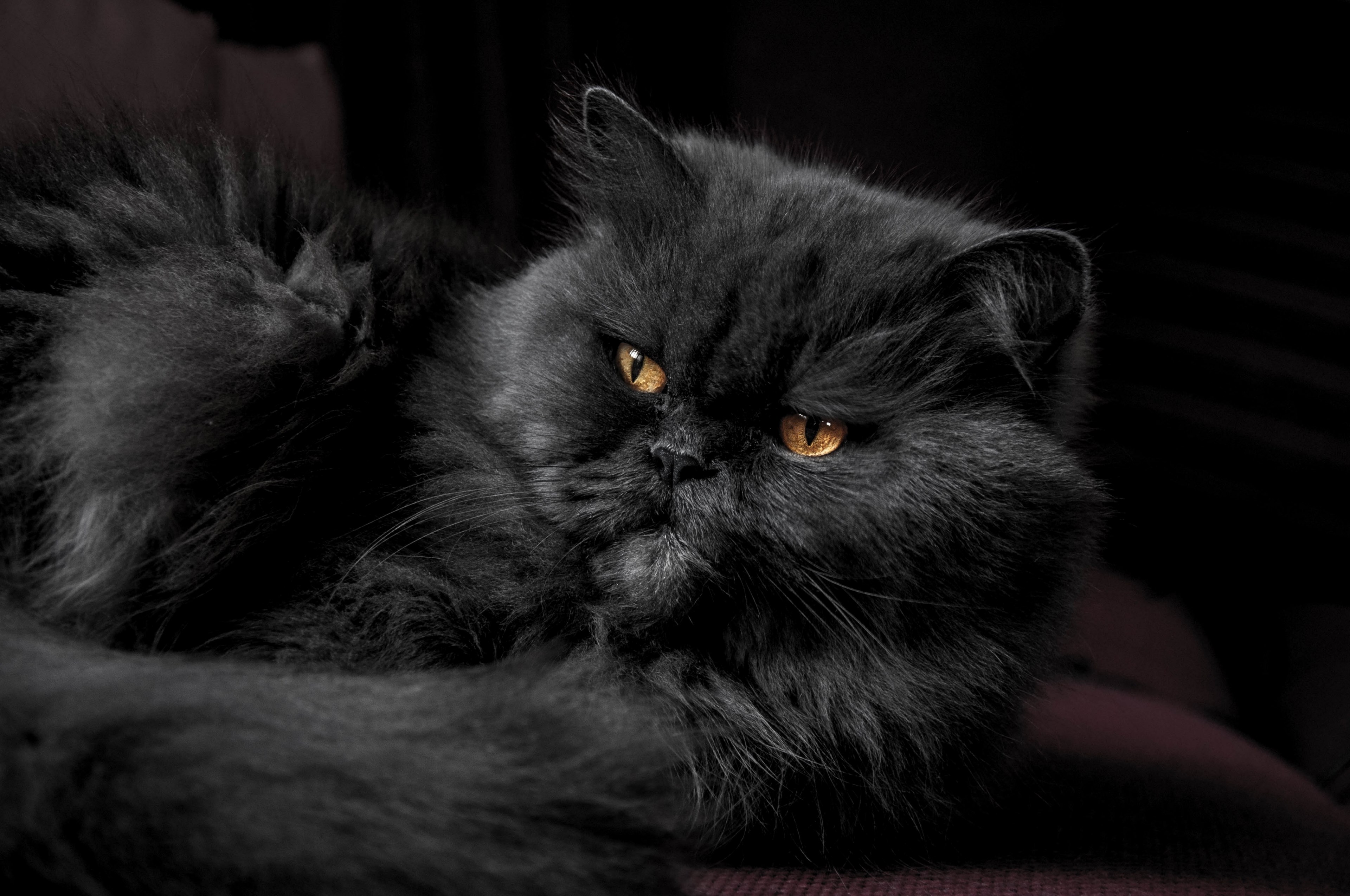 Wallpaper ID 209469 close up of a black persian cat grouchy