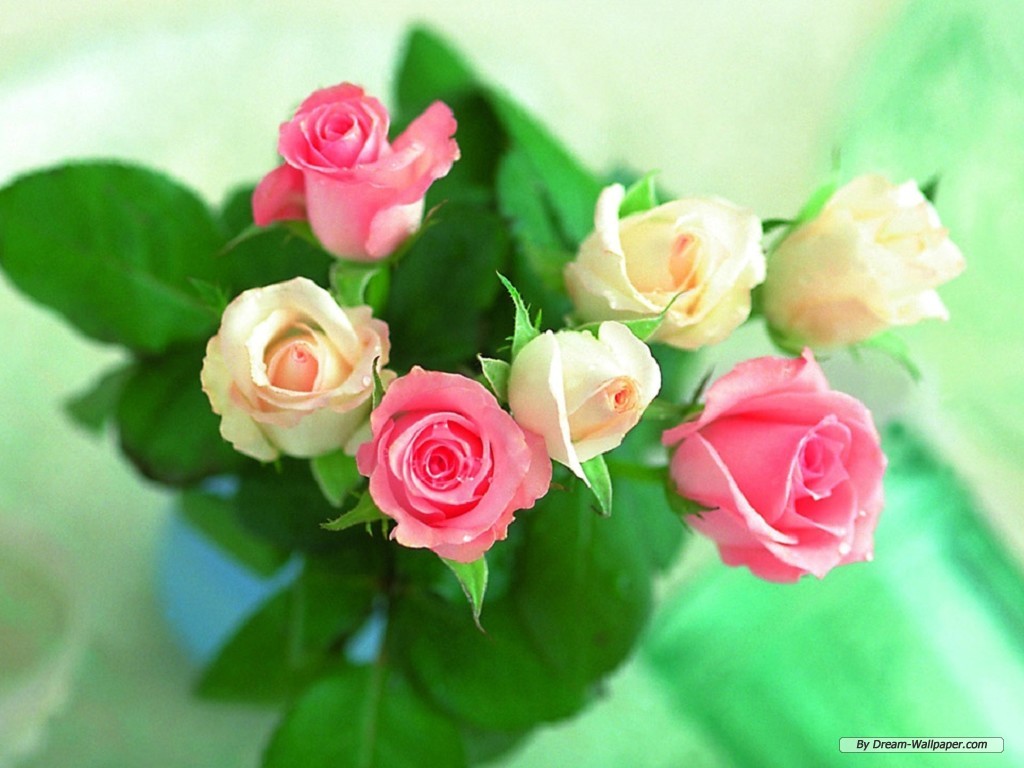Wallpaper Flower Valentine Rose