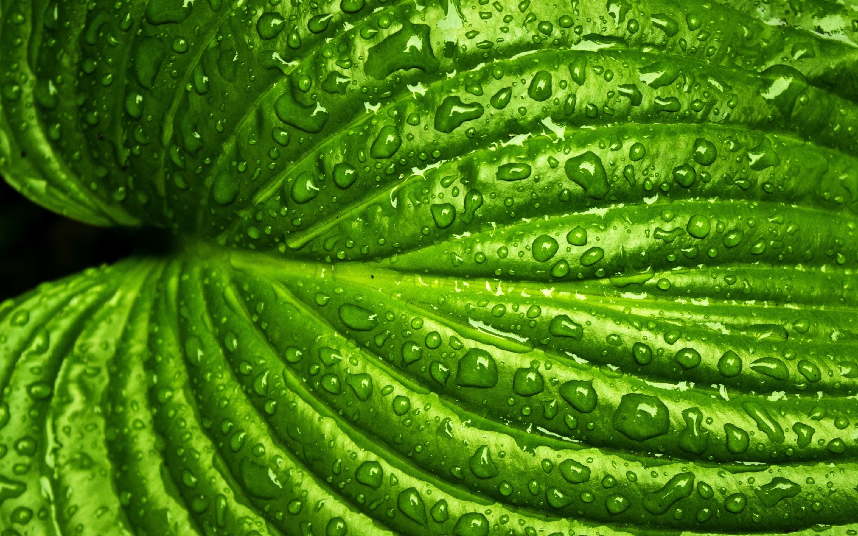 Green Leaf With Rain Drops Wallpaper HD