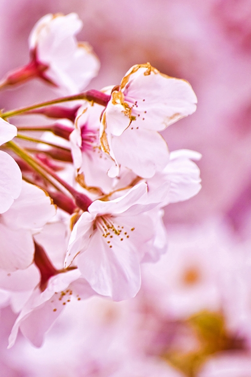 Cherry Blossom iPhone HD Wallpaper