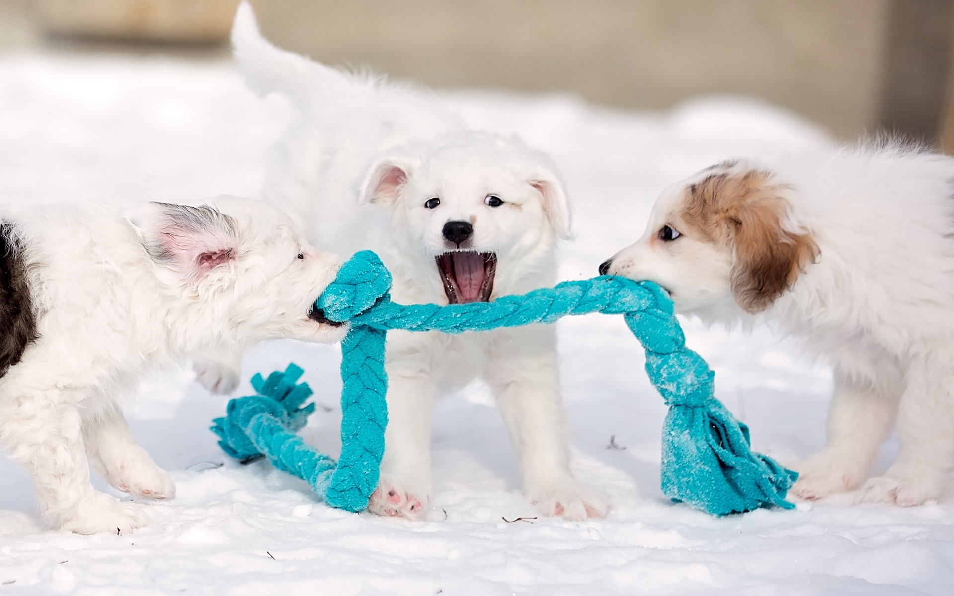 Cute Dogs Wallpaper Dog Puppy Desktop