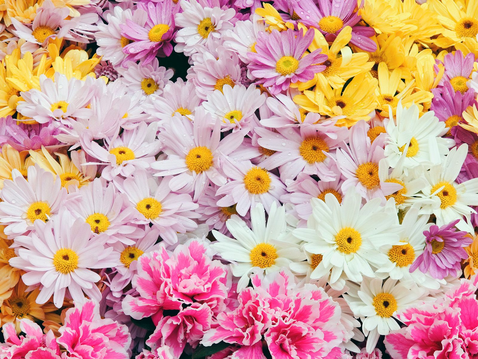 Toko Bunga Florist Di Jakarta Wallpaper