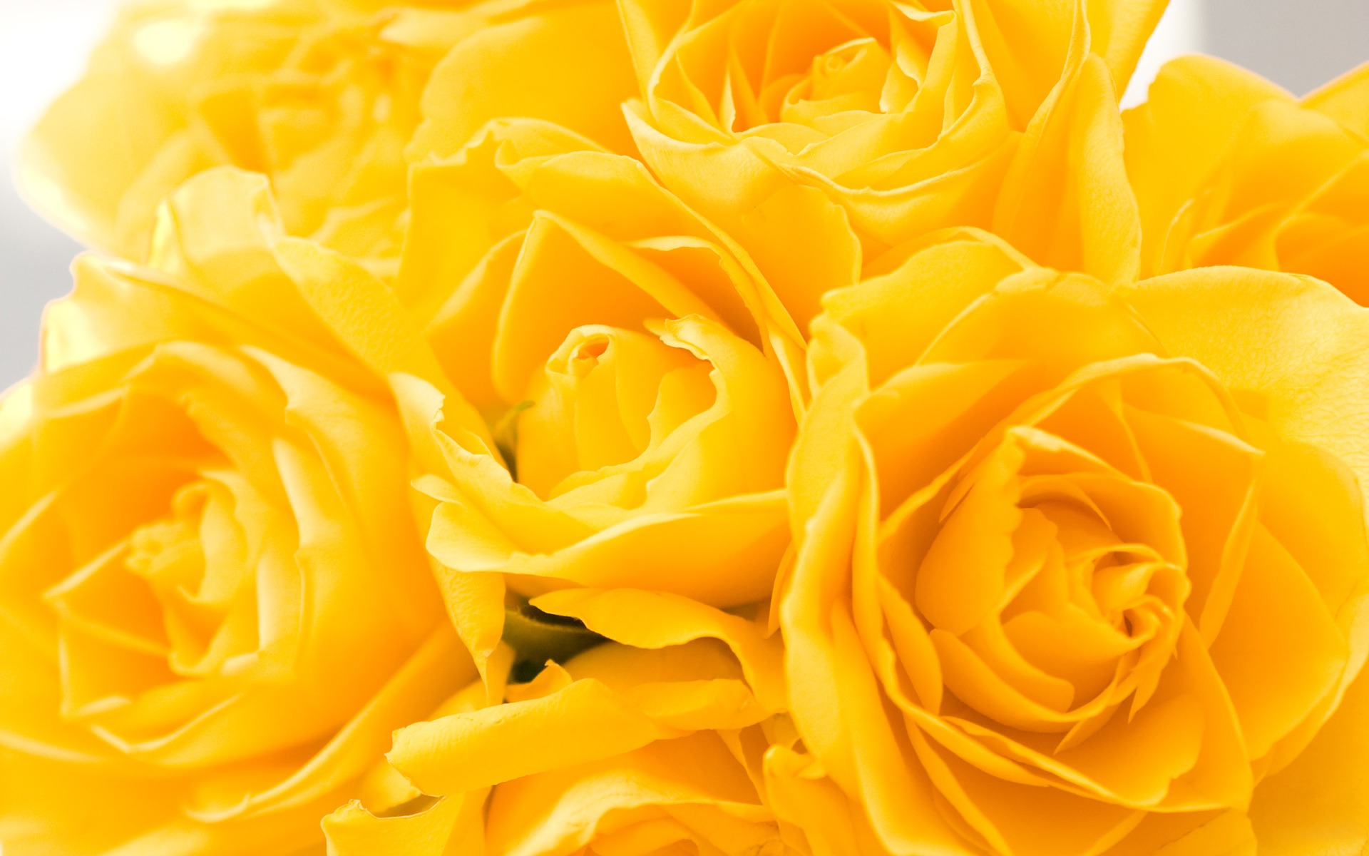 Yellow Roses Wallpaper High Definition Quality