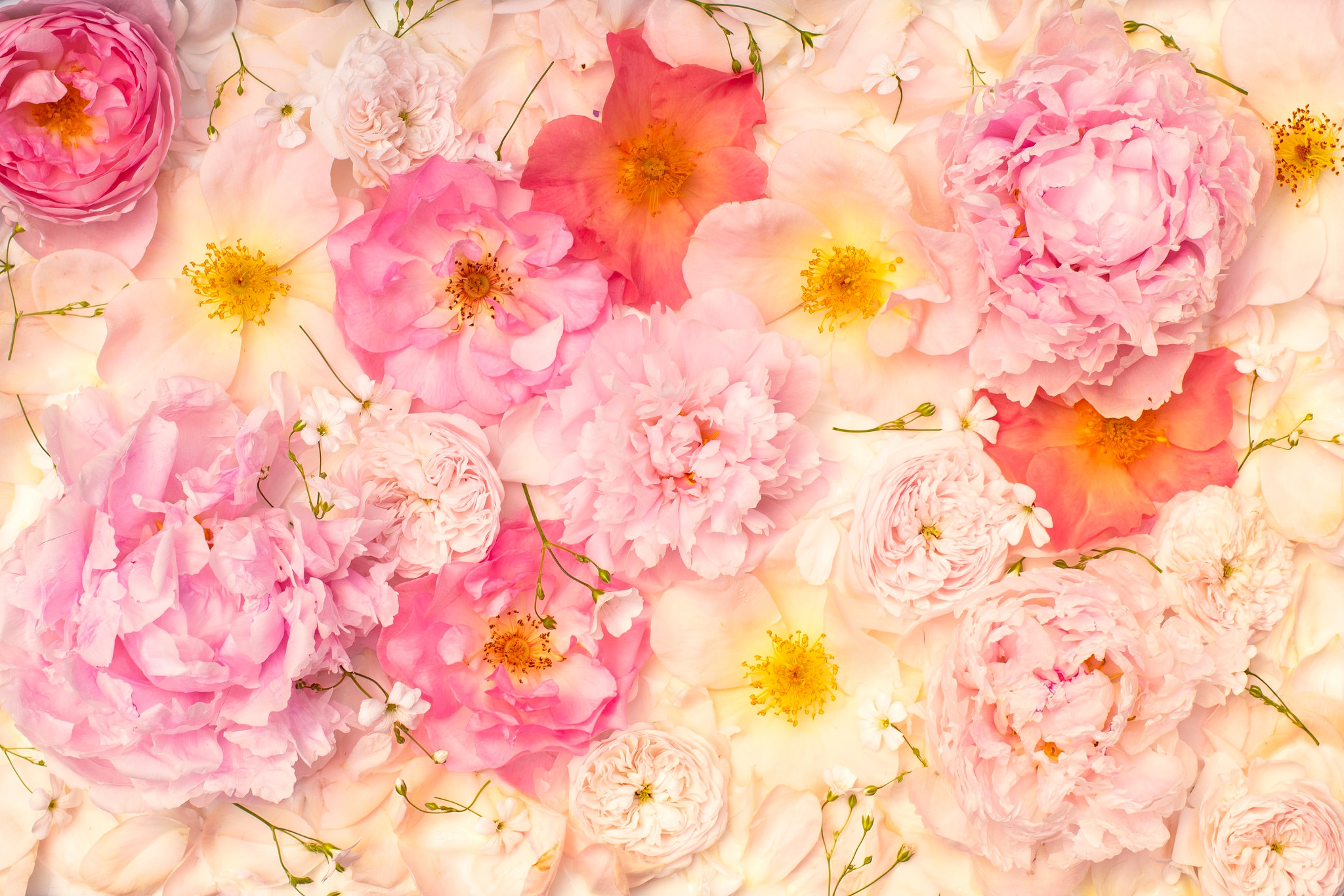 Nature Flower HD Wallpaper