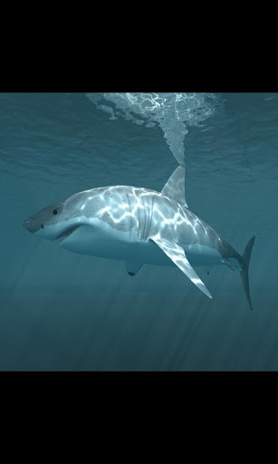 Predator Shark Live Wallpaper For Android By Galleryapp