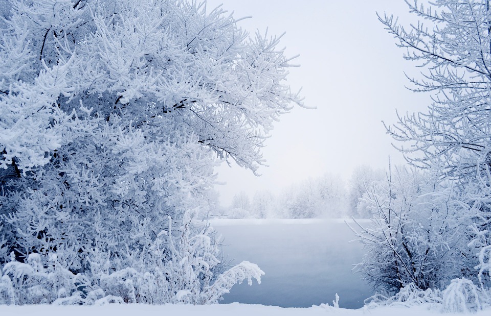 Photo Snow Winter Landscape Branches Image