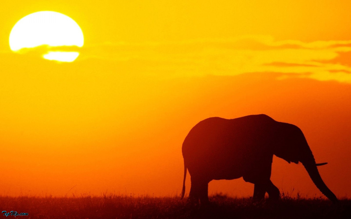African Elephants Silhouette Wallpaper Animal Desktop Background