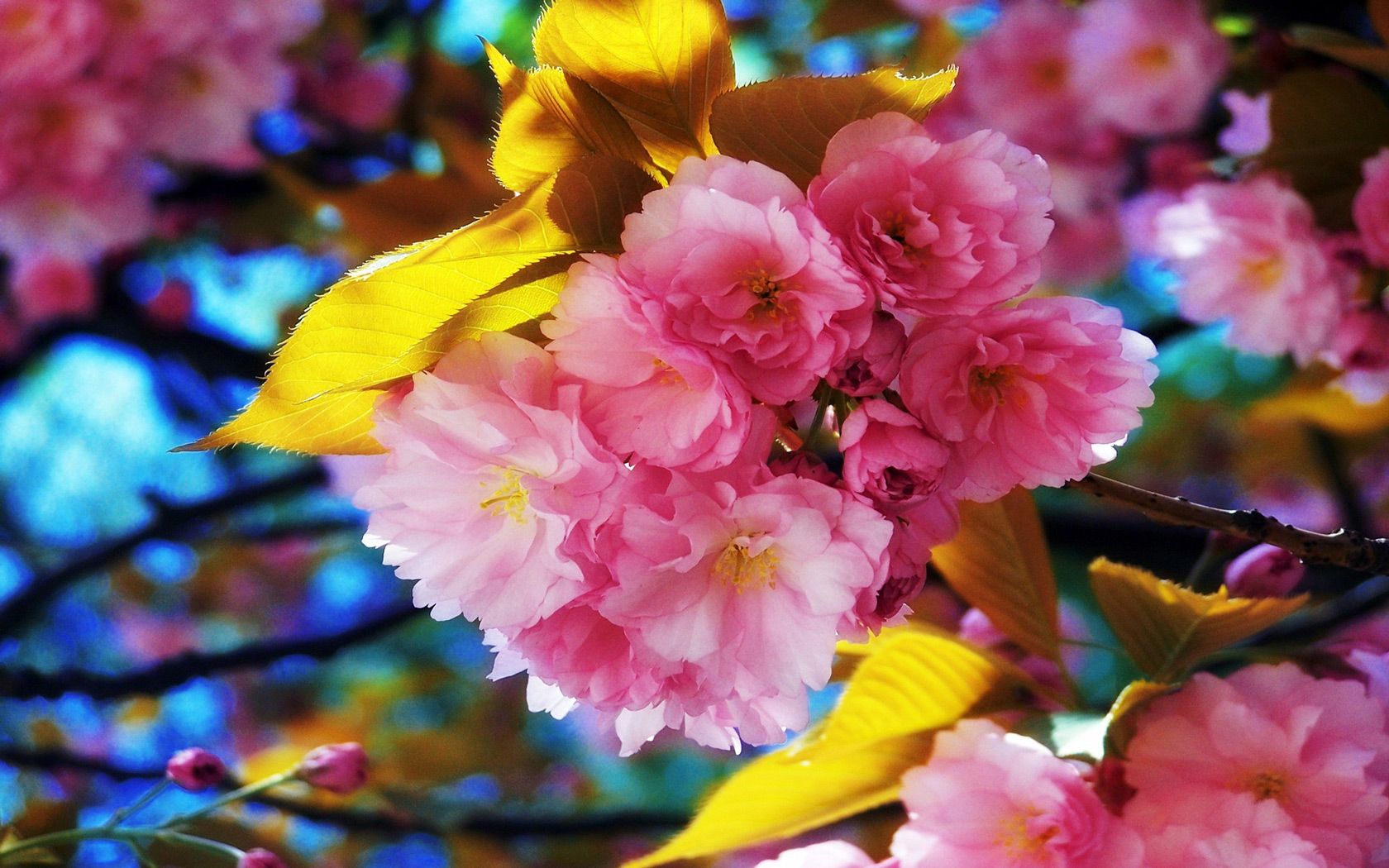 Beautiful Spring Flowers Desktop Wallpaper