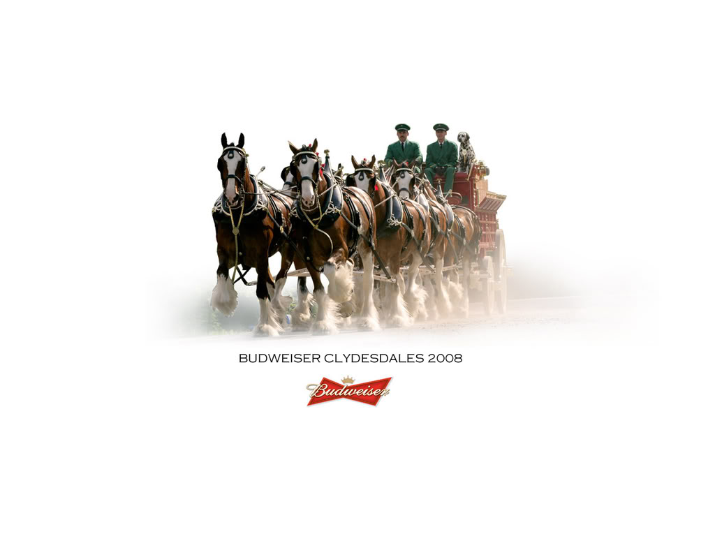 Budweiser Clydesdales Background Wallpaper