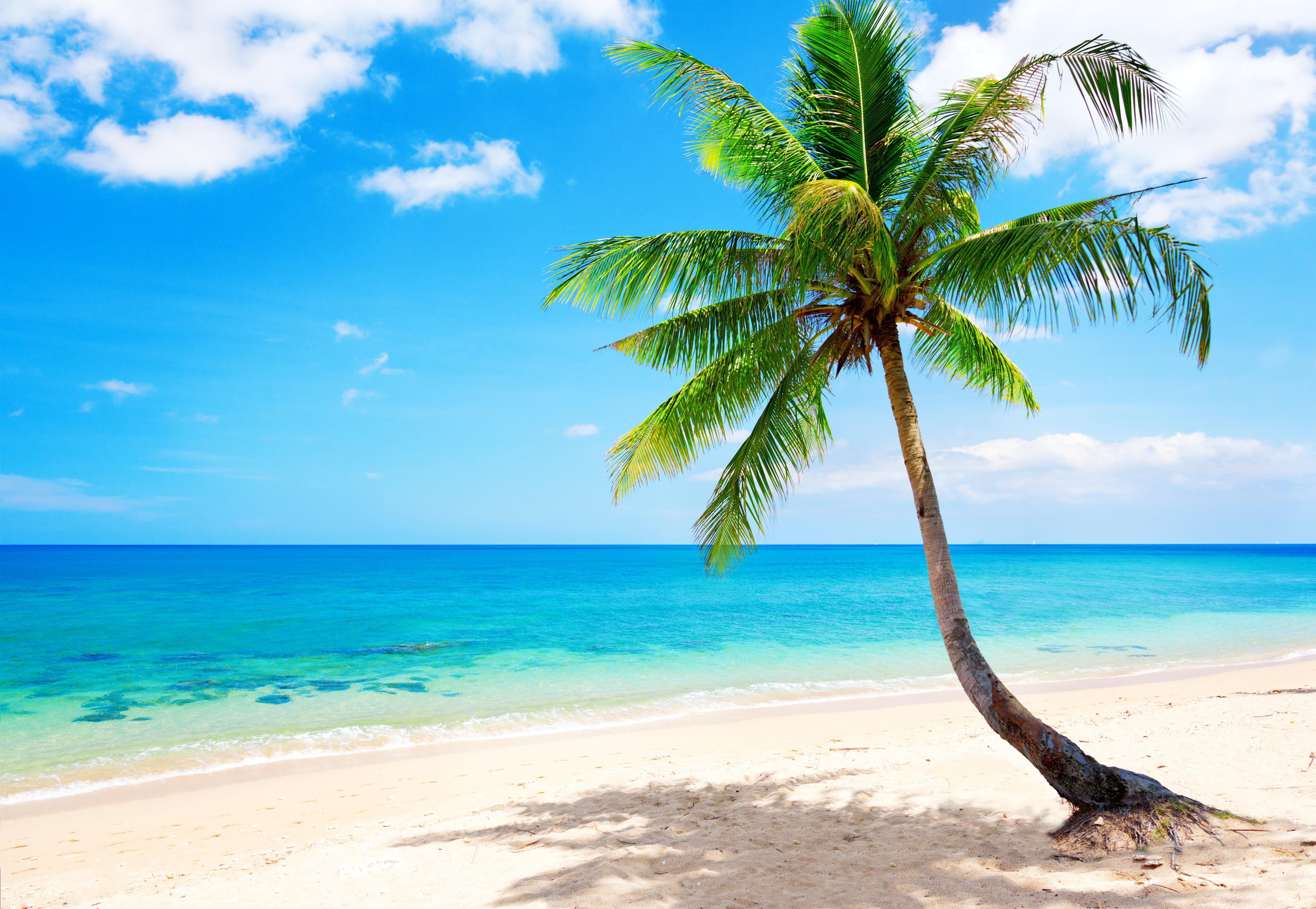 Tropical Beach Wallpaper