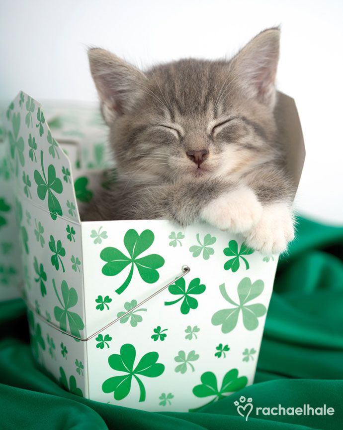 My St Patricks S Day As Illustrated By Cats Weather Kitty Chronicle