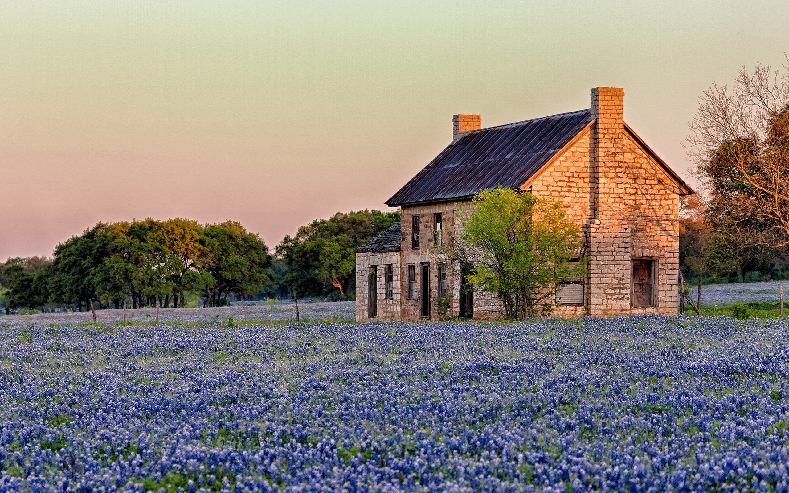 Texas Sunlight Blue Flowers Bluebon HD Wallpaper Background