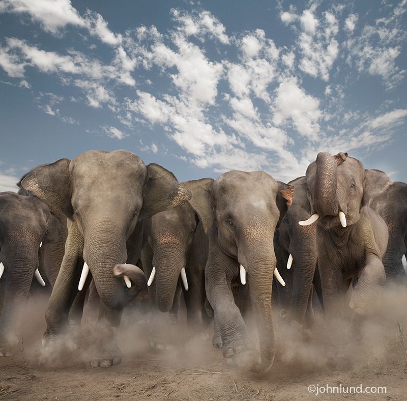 Stampeding Herd Of Elephants Concept Stock Image Created For
