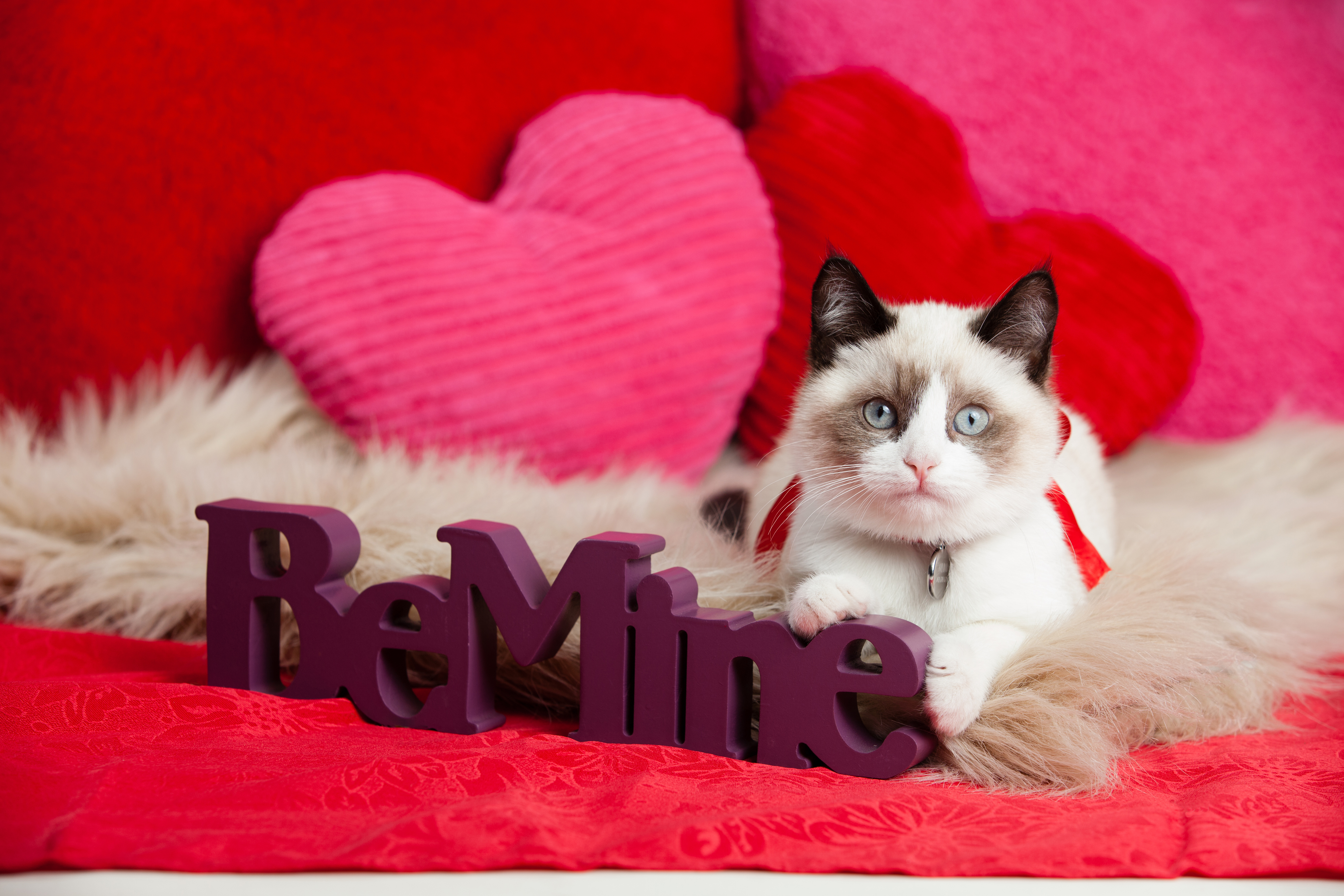 Cat Valentine Trendy Image Galleries