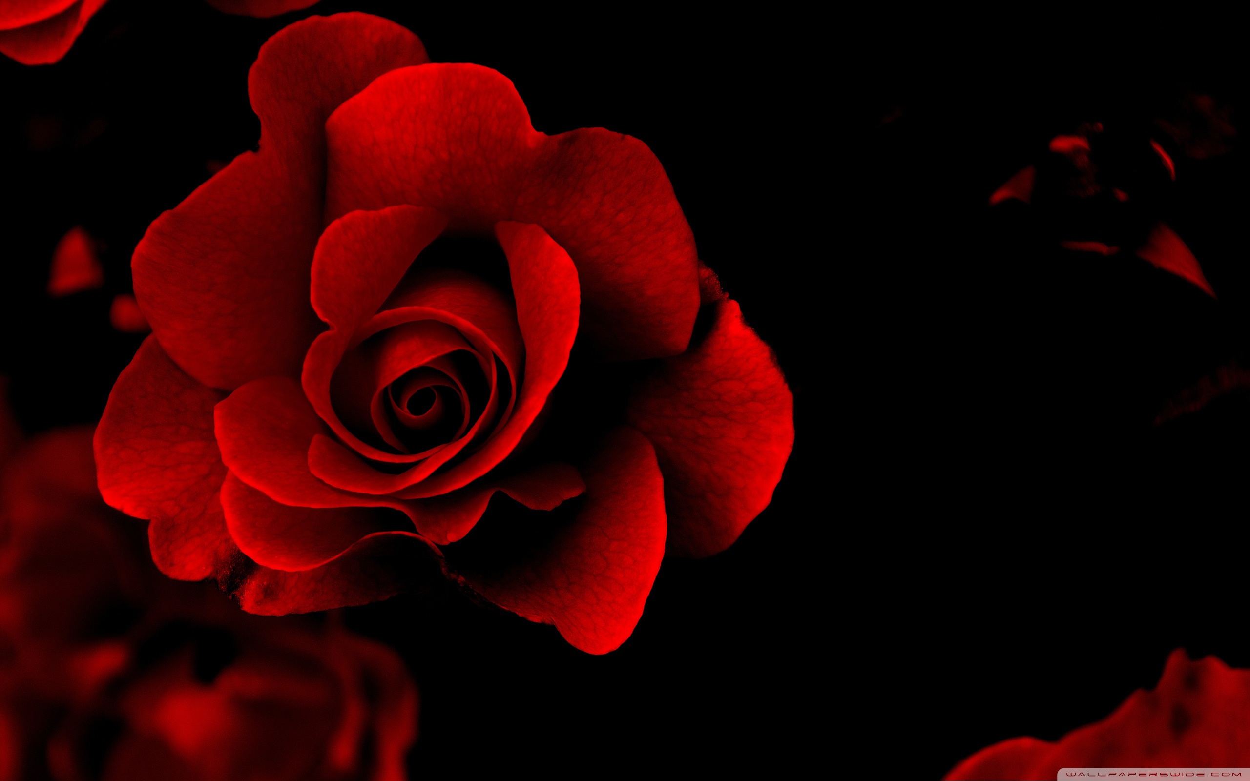 Red Rose Wallpaper And Image Pictures Photos