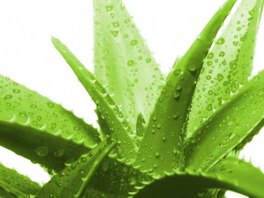 Aloe Vera Background Photos HD Wallpaper Image Pictures
