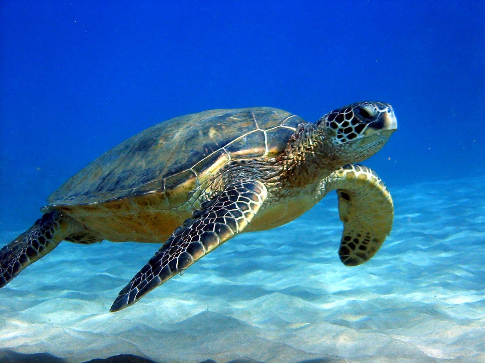Sea Turtle HD Wallpaper