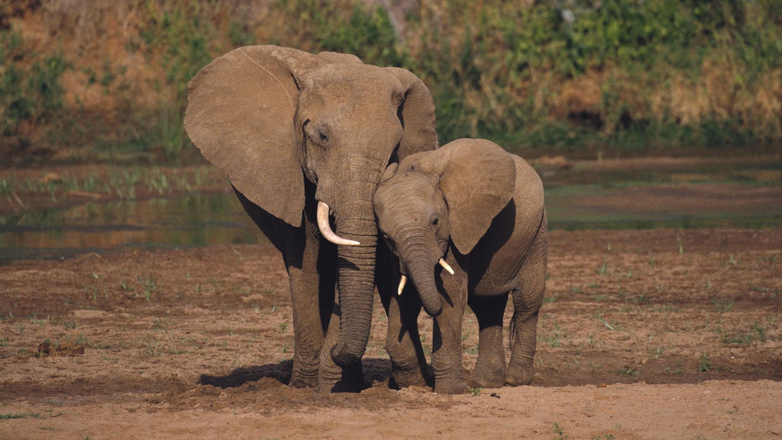 HD Elephants Wallpaper With A Mother And His Young Elephant
