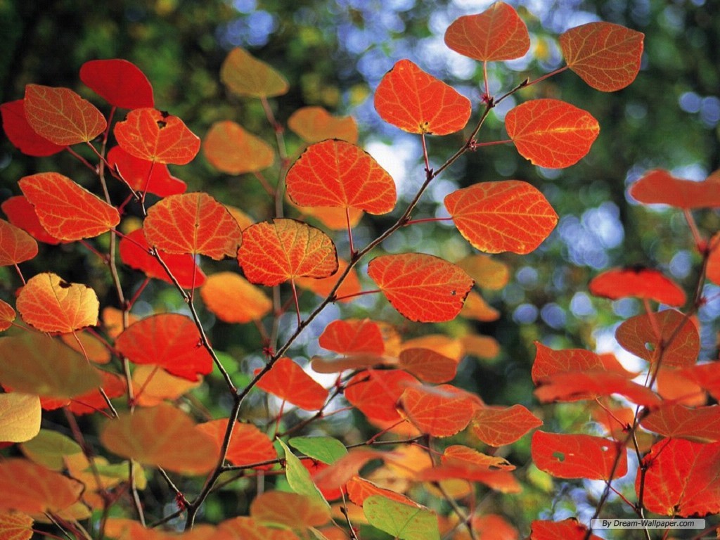 Wallpaper Nature Season Autumn