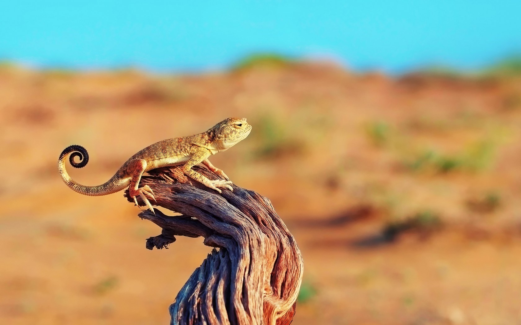 Lizard Tree Stump Desert Wallpaper