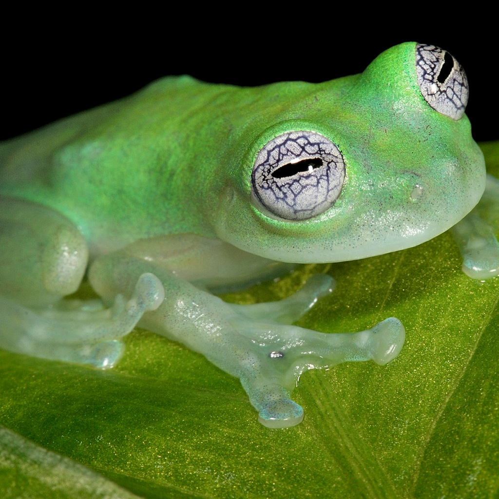 Green Frog iPad Background Best Wallpaper