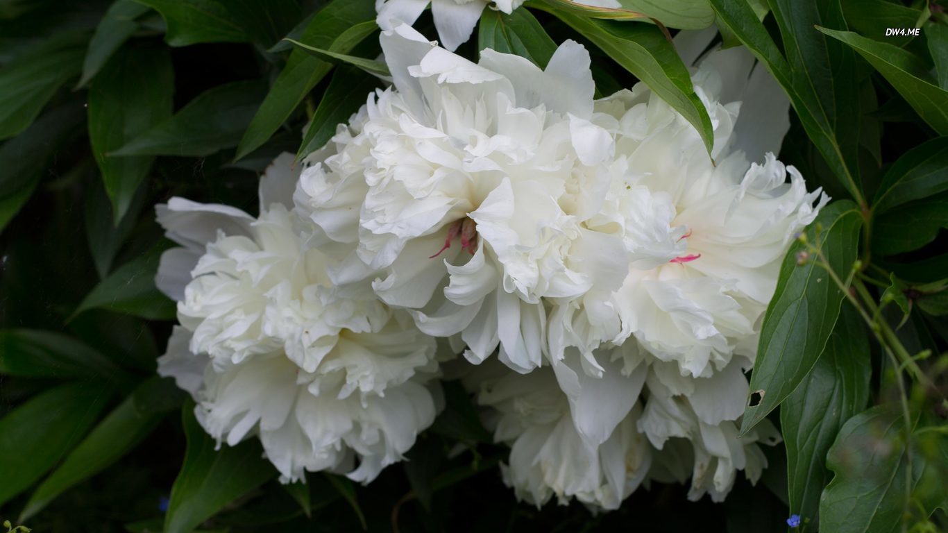 Three White Peonies Wallpaper Flower
