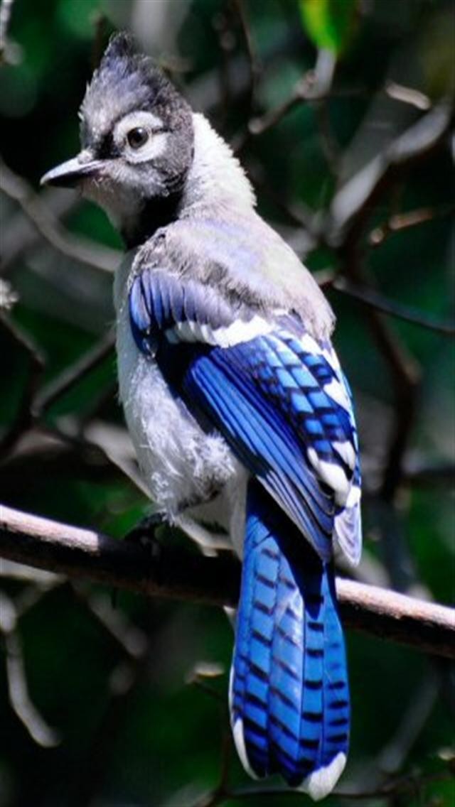 Blue Jay Bird Animal iPhone Wallpaper S 3g