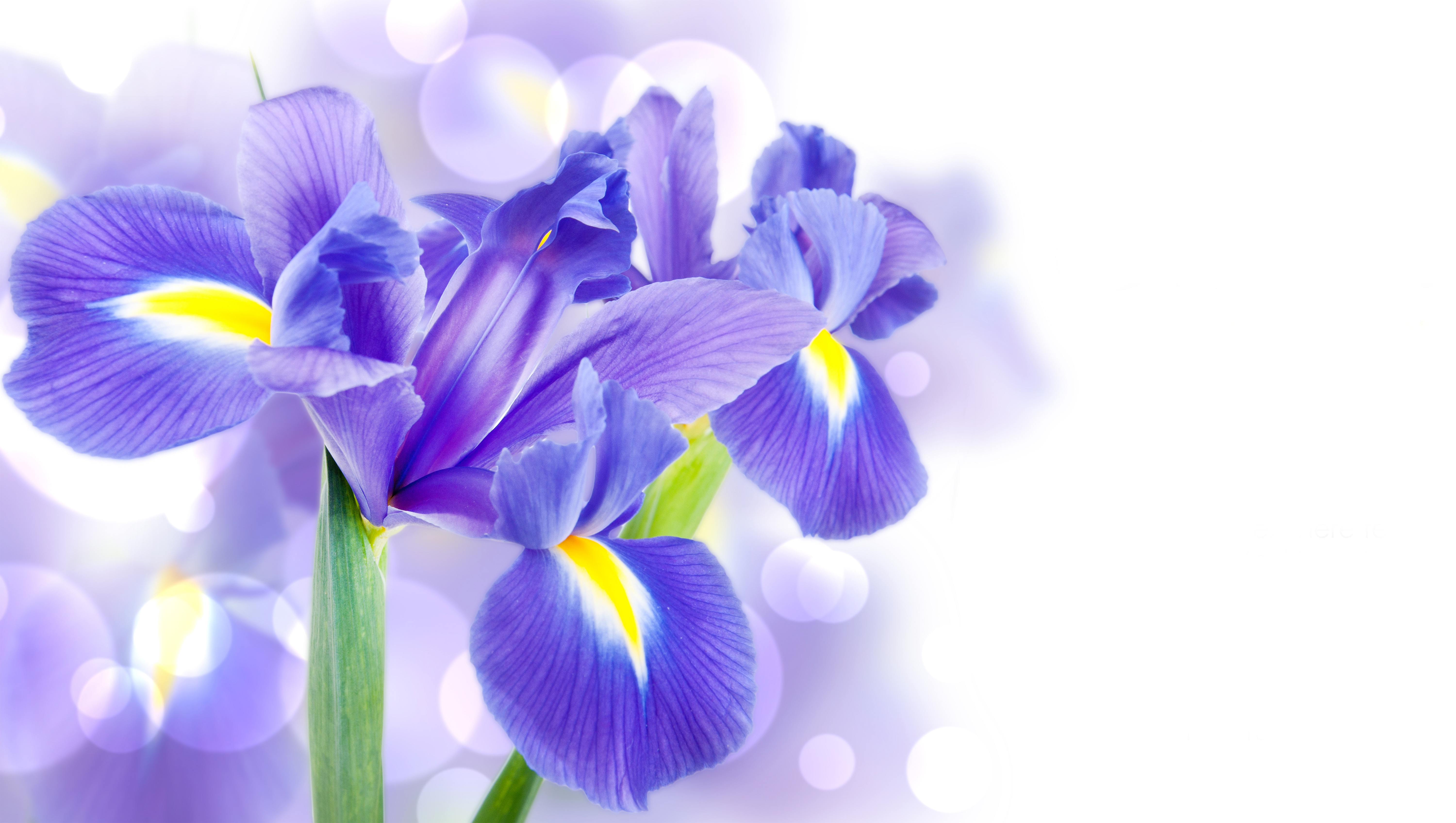 Iris flower HD wallpapers | Pxfuel