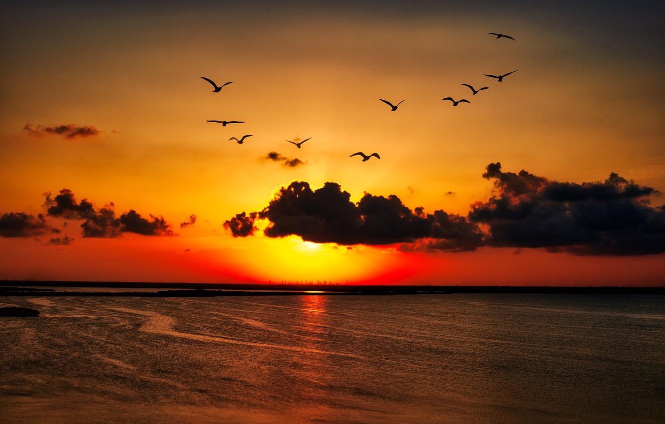 Wallpaper Sunset Birds Shore Image For Desktop Section