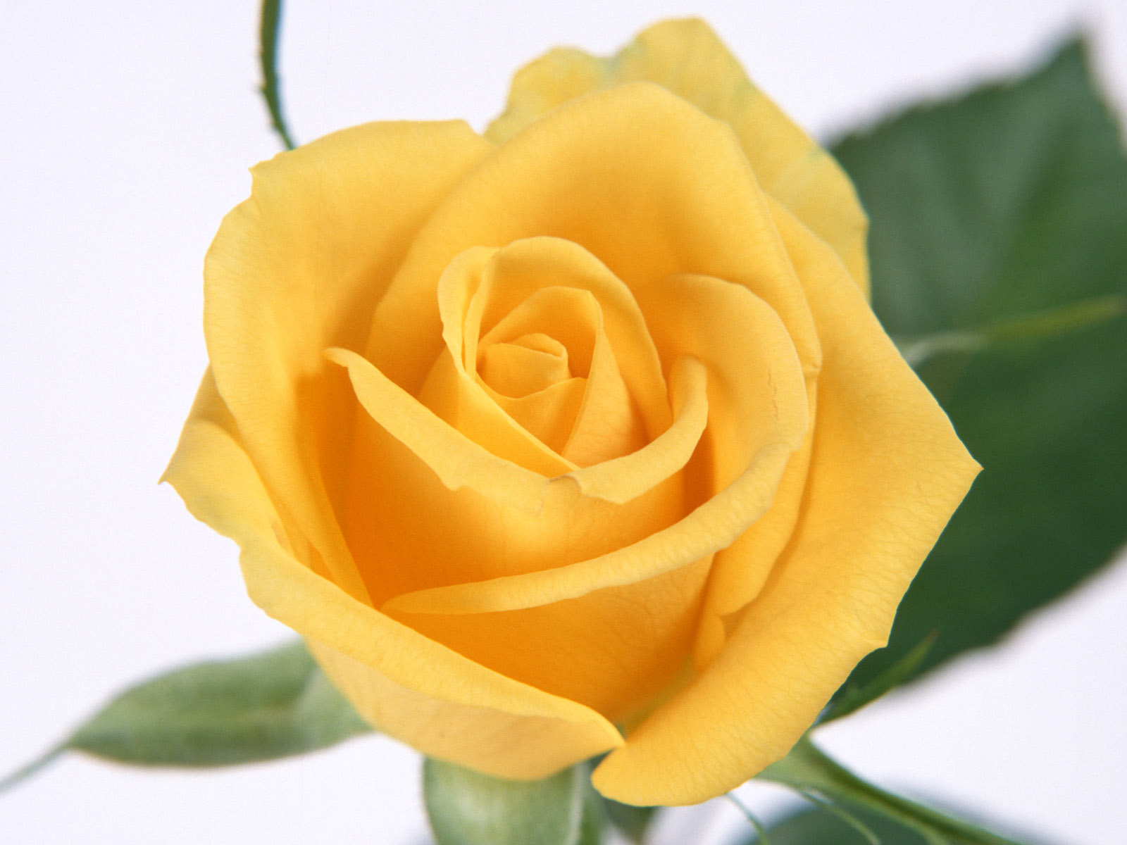 Labels Yellow Rose Background Image Wallpaper