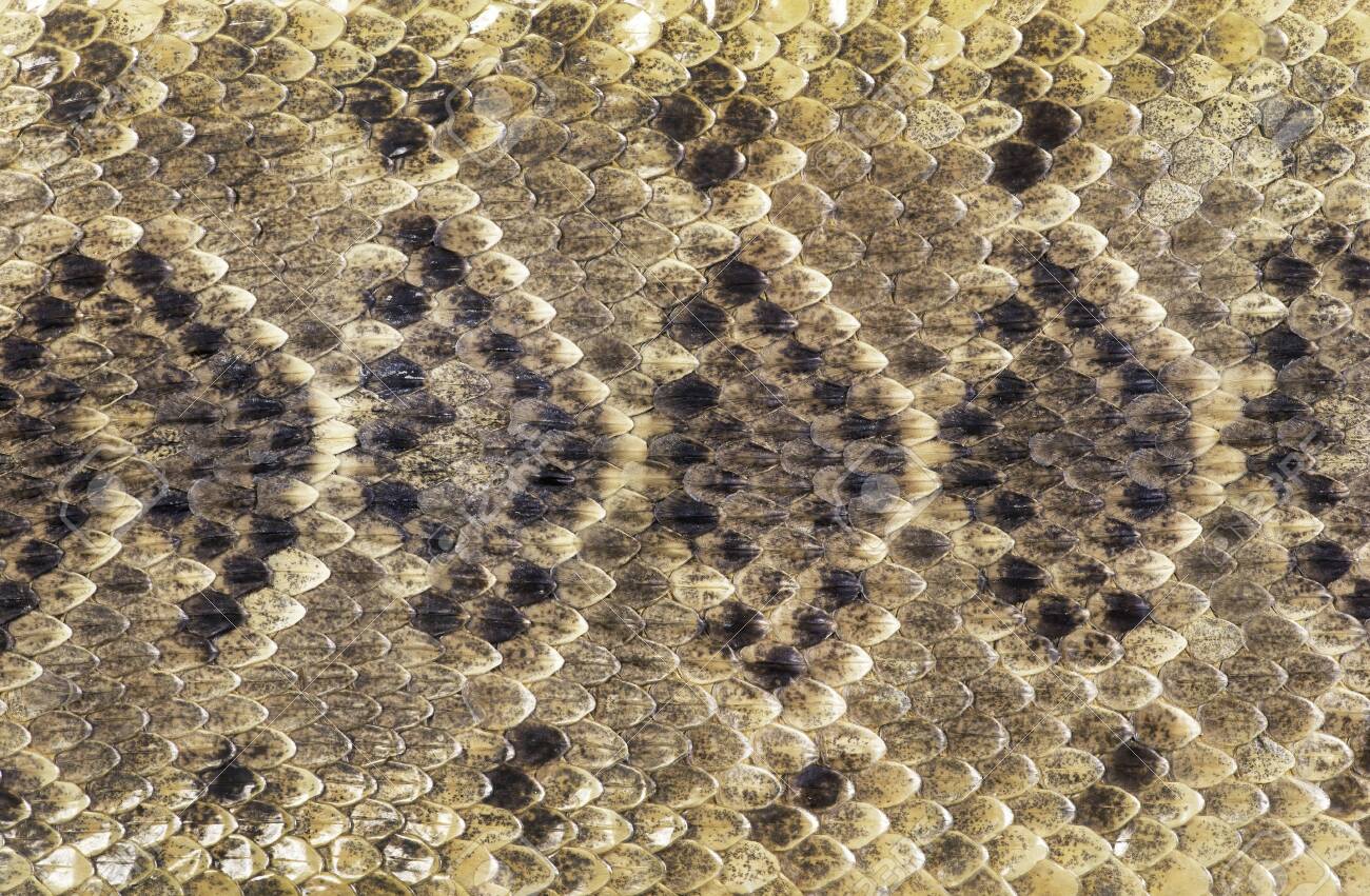 Free download Texas Diamondback Rattlesnake Skin Will Make For Great ...