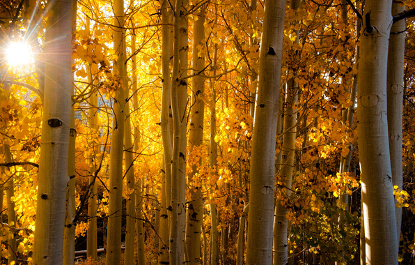 Wallpaper Aspen Colorado Usa Forest Leaves Autumn Light