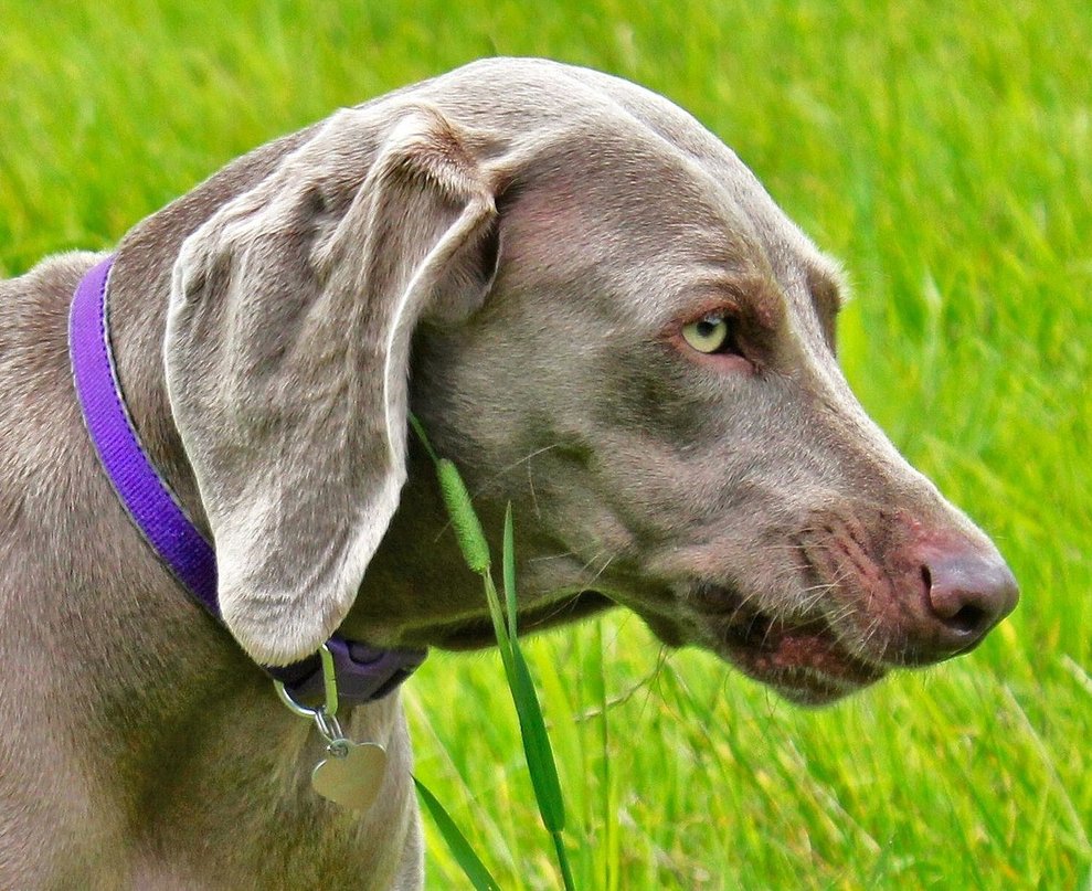 Tilly The Weimaraner By Pertokeyo
