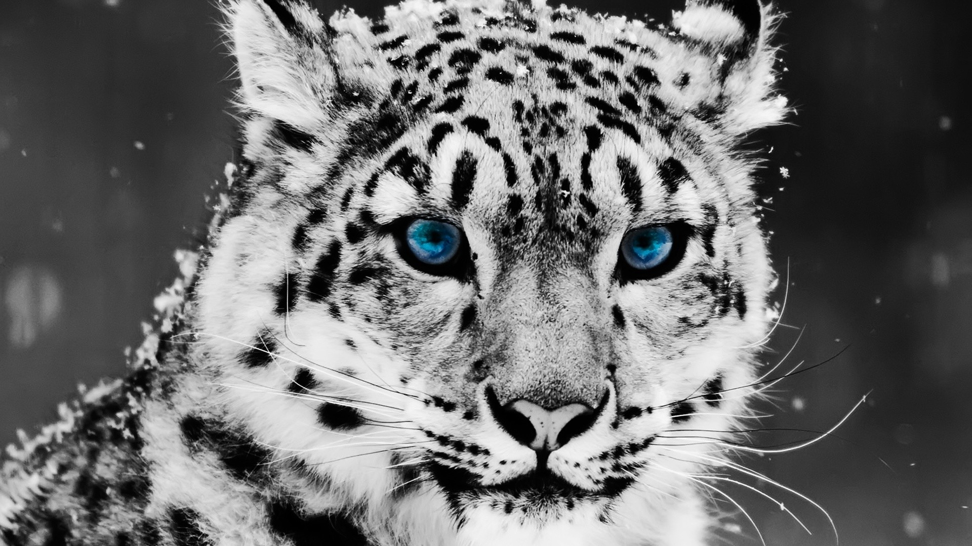 Close-up of a snow leopard with piercing blue eyes, its fur dusted with snow against a dark background