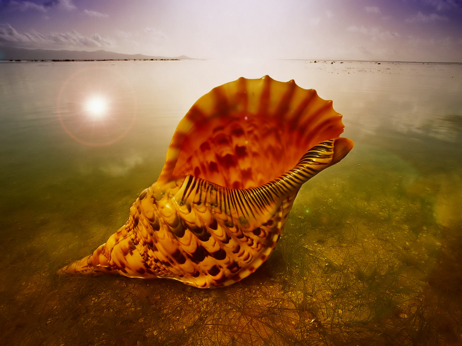 1000+ Seashell Pictures | Download Free Images on Unsplash