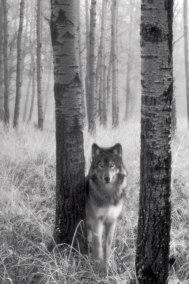 Holwing Wolf iPhone Wallpaper iPad