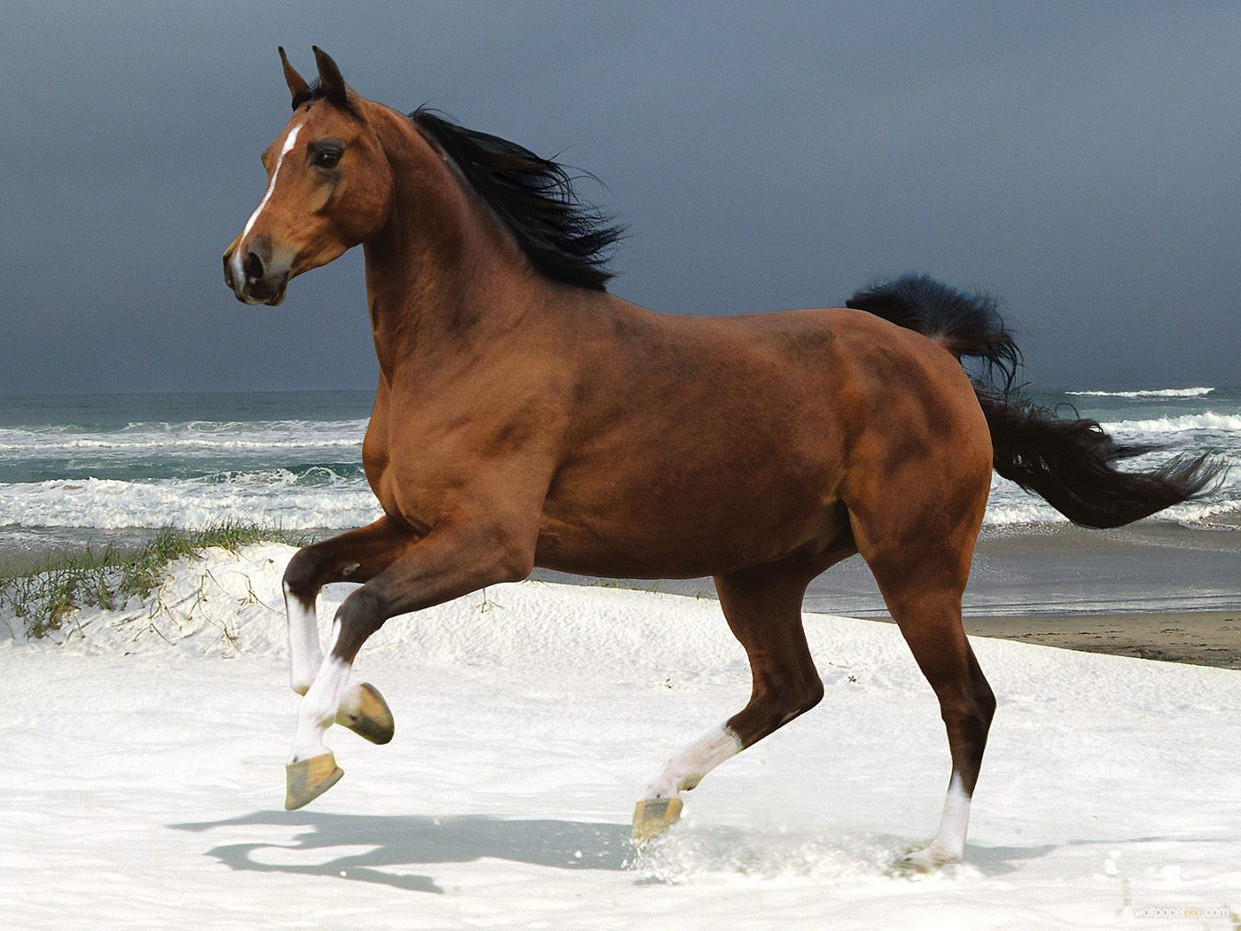 Horse On A Beach Wallpaper